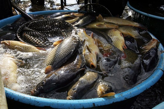 Ministerstvo zemdlství chce prodlouit podporu sladkovodních ryb v tuzemsku. Ilustaní snímek