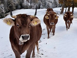Evropa zaila první snhovou nadílku. Zima nezaskoila jen idie, ale i krávy...