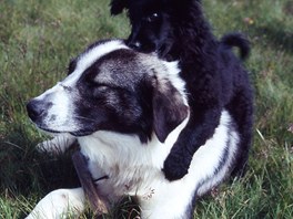 Bačové svým psům věší na obojek dřevěný hranolek, aby nemohli běžet moc rychle.