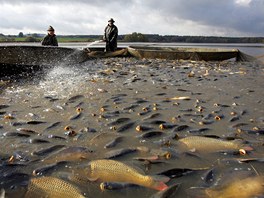Rybi pedpokldaj, e vylov z rybnka Amerika u Frantikovch Lznch bhem