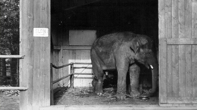 Hvzda ostravské zoo - sln Rashmi.