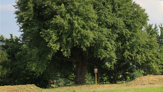 Hruka v Horním poli (Zlínský kraj) se umístila v anket Strom roku jako druhá