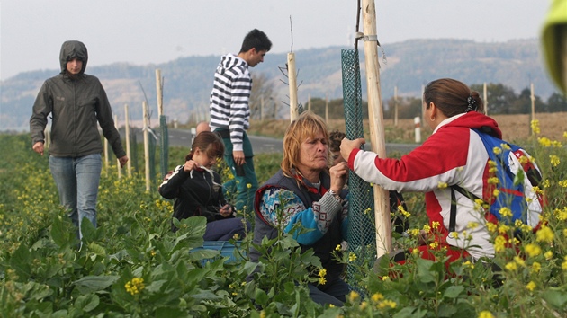 Sázení 625 stromk� vedle silnice z Jeseníku nad Odrou do Vra�ného na