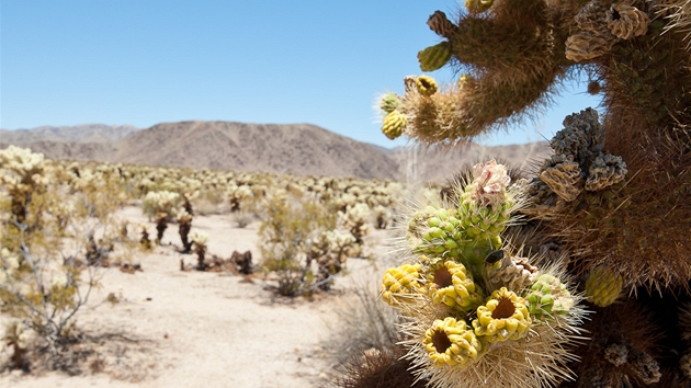 Nrodn park Joshua Tree, kaktus Cholla  Cylindropuntia echinocarpa
