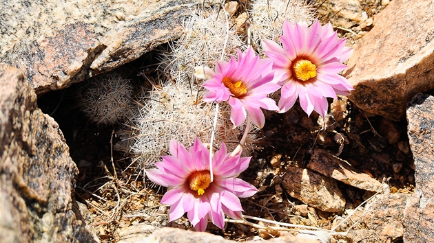 Národní park Joshua Tree, kvetoucí kaktus Echinocereus engelmannii 