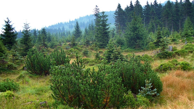 Malá kle�ová louka