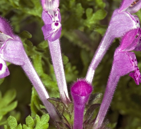 Hluchavka objímavá (Lamium amplexicaule).  Rostlina má purpurov zbarvené
