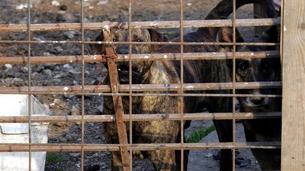 Psi za plotem statku ve Chvojené, kde byly loni nalezeny ostatky zabitých ps