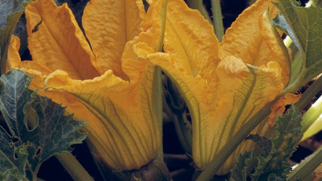 Tykev obecná (cucurbita pepe). Rostlina kvete velkými lutými kvty.