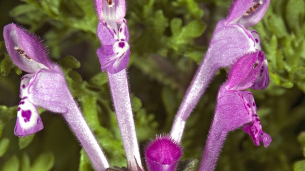 Hluchavka objímavá (Lamium amplexicaule).  Rostlina má purpurově zbarvené