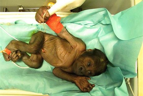 Mlád samice Bikiry zhruba 24 hodin po porodu (9.11.2011)