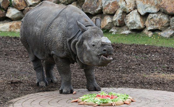 Nosoroec BaaBuu si pochutnává na narozeninovém dortu ze zeleniny, ovoce a