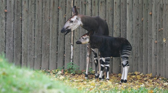 Okapi pruhované jsou jedním z druh, o které dvorská zoologická zahrada pravdpodobn pijde.