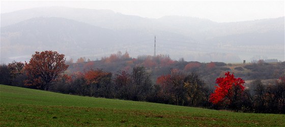 Cenné stromy v Borecké aleji se chystá zachránit ostrovská radnice.