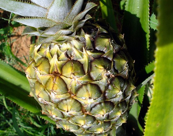 Ananas ozvlátní chu tohoto zimního mouníku. (Ilustraní snímek)