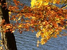 Barevné listy strom prozáené podzimní sluncem