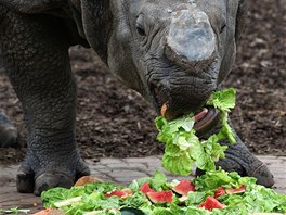 Nosoroec BaaBuu si pochutnv na narozeninovm dortu ze zeleniny, ovoce a