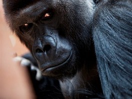 Gorilí samec Richard slaví 9. listopadu dvacáté narozeniny. Chovatelé mu ale