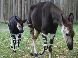 První zprávy o existenci okapi pinesl anglický urnalista a cestovatel Henry...