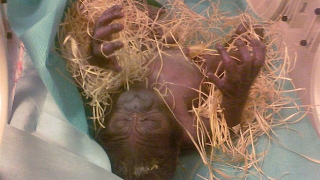 Pár hodin staré gorilí miminko Bikiry v inkubátoru 8.11.2011. Pravdpodobn je...