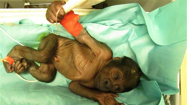 Mládě samice Bikiry zhruba 24 hodin po porodu (9.11.2011)