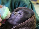 Tano při krmení v náruči ošetřovatelky ve stuttgartské zoo (15. 11. 2011)