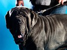 Neapolský mastin a jeho majitel na podzimní mezinárodní výstav ps v Letanech