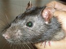Geneticky modifikovaní potkani s vloeným genem pro zelený fluorescenní...