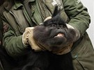 Sthování mangabeje erného ve zlínské zoo