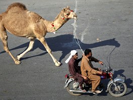 Mui odjídjí z oslav Eid al-Adha s práv koupeným velbloudem. Muslimové...