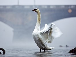 esko pokryla inverzní a smogová deka. patn se dýchalo v nkolika krajích,...