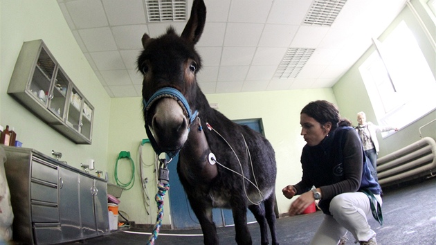 Oslici Rebece zachránil kardiostimulátor ivot. Na Veterinární a farmaceutické