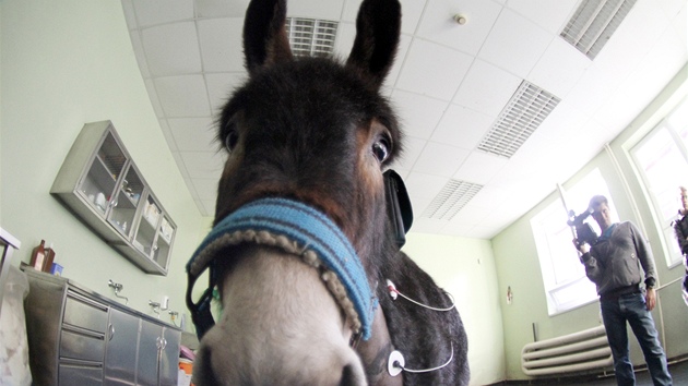 Oslici Rebece zachránil kardiostimulátor ivot. Na Veterinární a farmaceutické