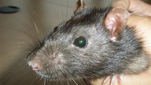 Geneticky modifikovaní potkani s vloeným genem pro zelený fluorescenní...