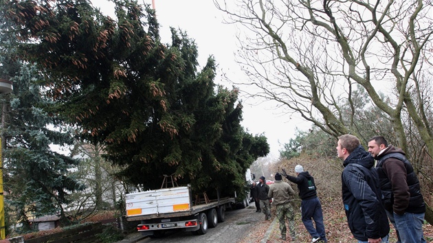 Po skácení putoval 20 metr vysoký strom na nákladní auto.