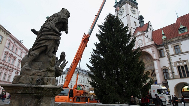 Na Horním námstí v Olomouci vánoní strom usadil na tradiní místo opt jeáb.