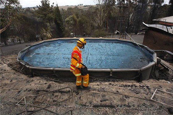 Australan peil lesní poár v bazénu. Ilustraní snímek