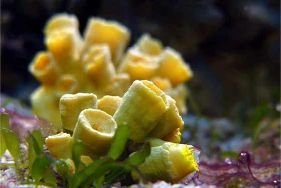 Moský korál, ilustraní snímek