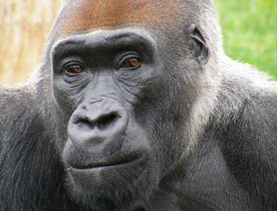 Gorily níinné v liberecké zoo