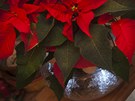 Vánoní hvzda pedstavuje tradici, svítící ozdoby ve sklenném kvtníku