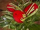 Vánoní kytice  s kvty banksie má velikou výhodu - vydrí vám i nkolik týdnu,
