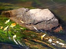 Na lakuník ve vod se pichytávají zbarvené listy.