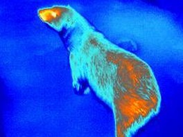 Medvědí tělo pohledem termokamery. Duté chlupy pomáhájí medvědům i tak, že