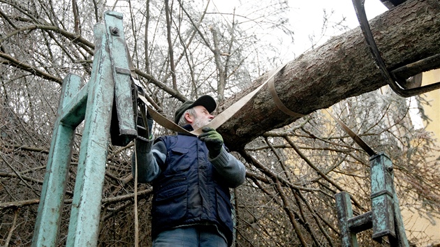 Masarykovo námstí v Jihlav u zdobí vánoní strom. Devítimetrový smrk