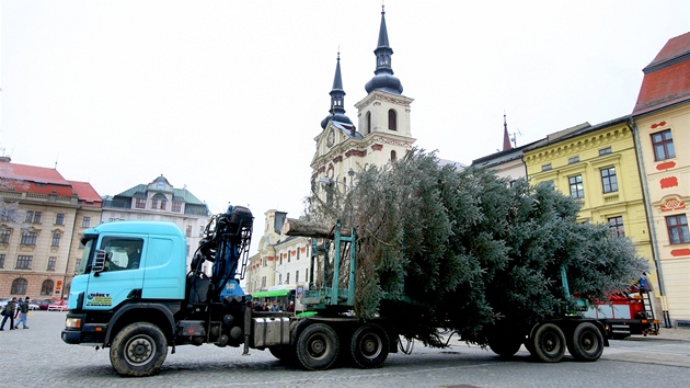 Masarykovo námstí v Jihlav u zdobí vánoní strom. Devítimetrový smrk