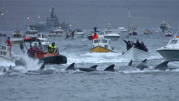 Obyvatelé Faerských ostrovů chytají a masakrují kulohlavce černé nedaleko hlavního města Torshavn (22. listopadu 2011)