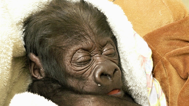 Spící a snící, zhruba dvoutýdenní Tano  (21. 11. 2011)