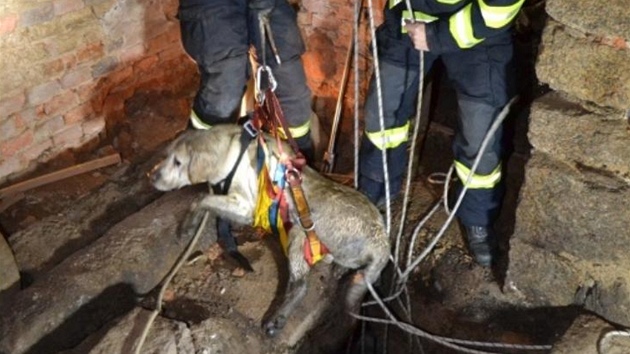 Zchrana psa, kter spadl v dom v Liberci do estimetrov studny.