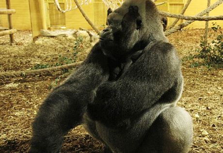 Goril samec Niky je tak trochu tlusoch.