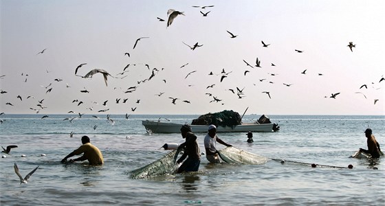 Na pobeí emirátu Fudajra loví rybái stále tradiním zpsobem (20. listopadu